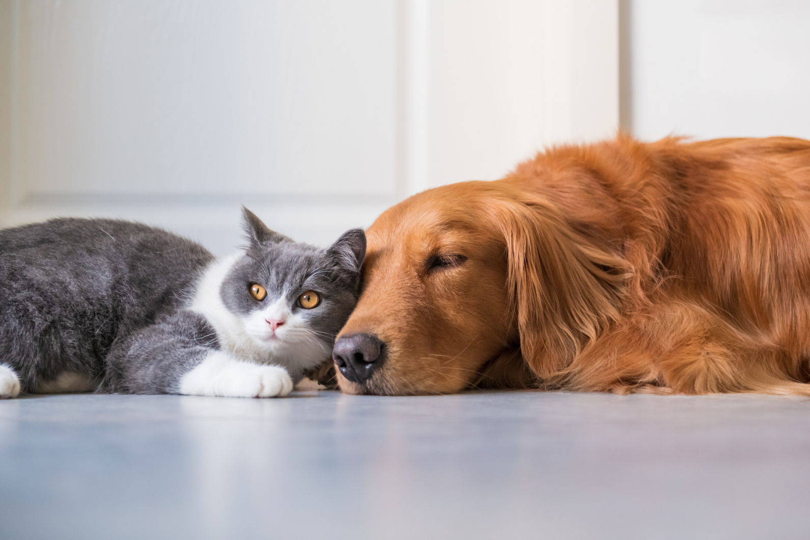 Golden Retriever lying down next to gray-and-white cat