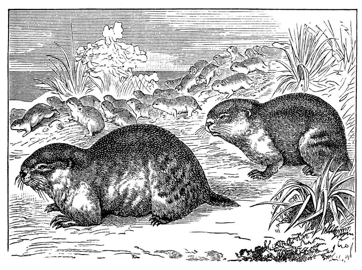 Antique illustration of Norwegian lemmings